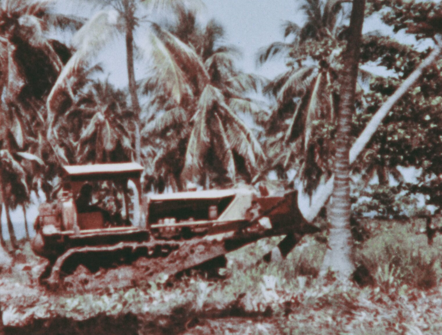 A bulldozer is shown knocking over a palm tree.