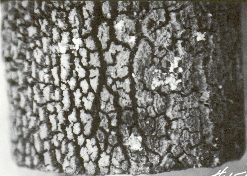 A closeup picture of a damaged nuclear fuel rod from the sodium reactor experiment